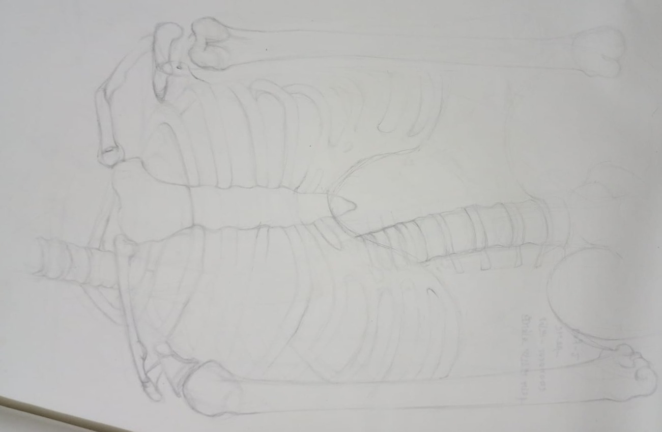Figure Study — Year One