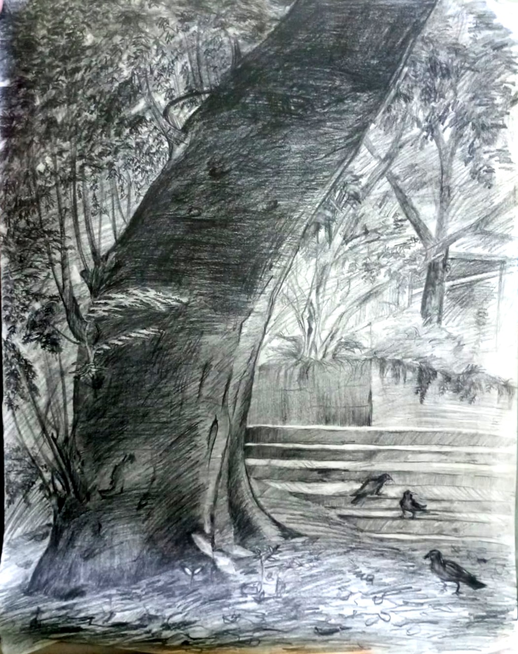 Nature Study — Year One