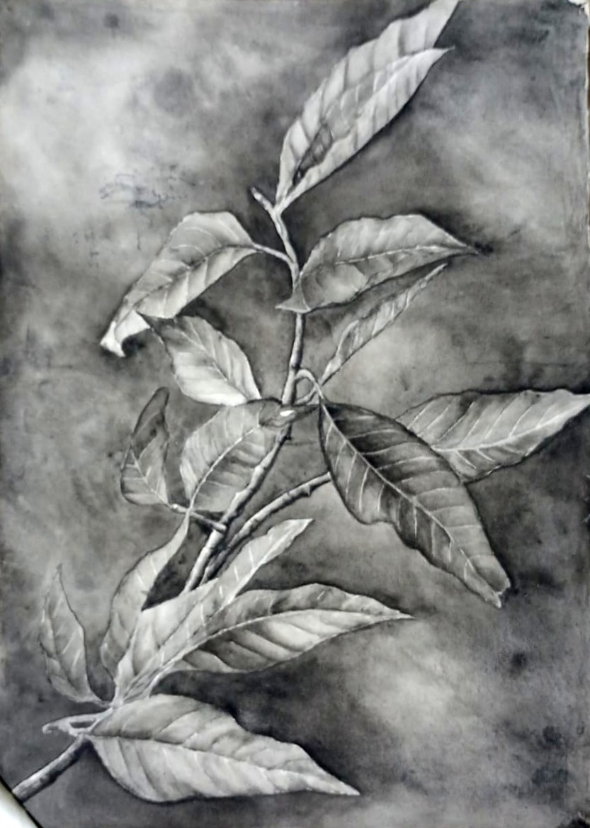 Nature Study — Year One