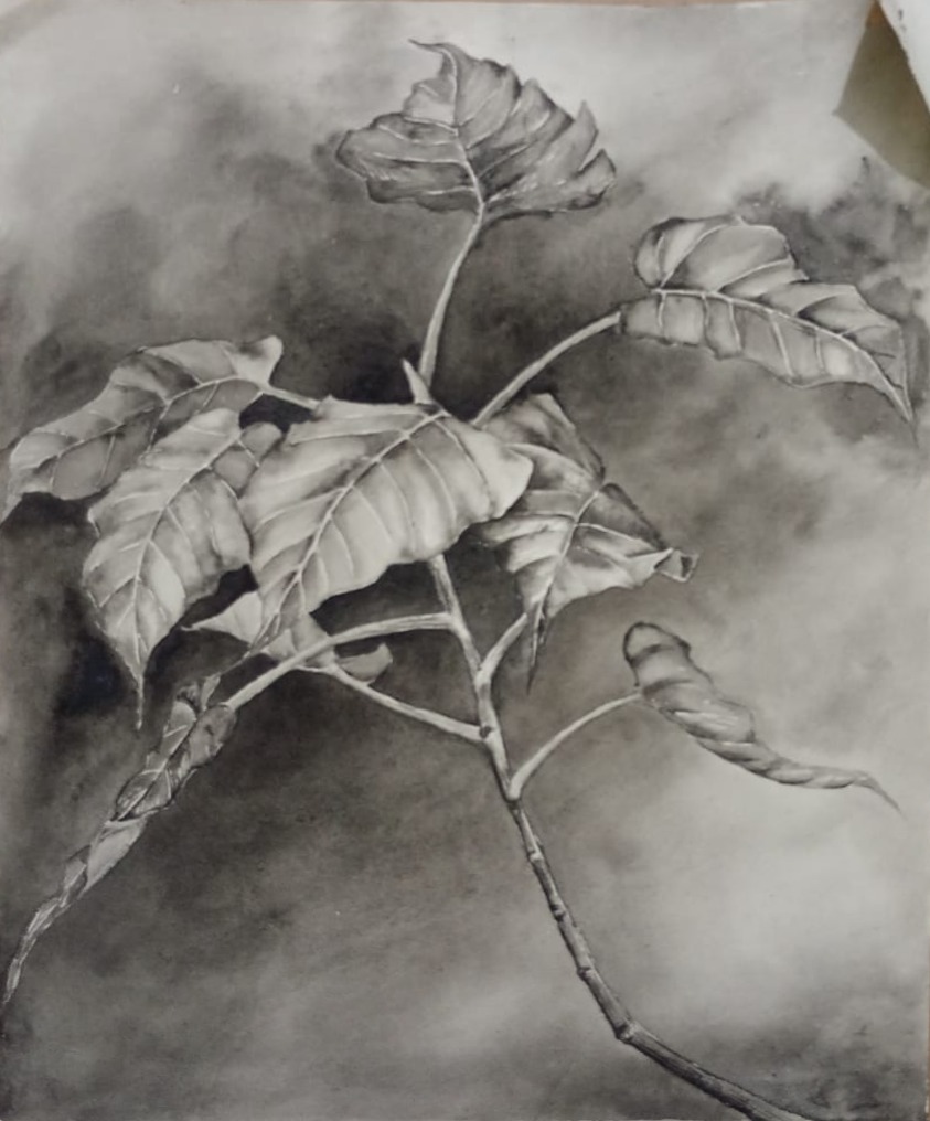 Nature Study — Year One